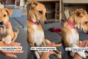 Watch This Dog’s Paw-Giving Skills Change Over the Years