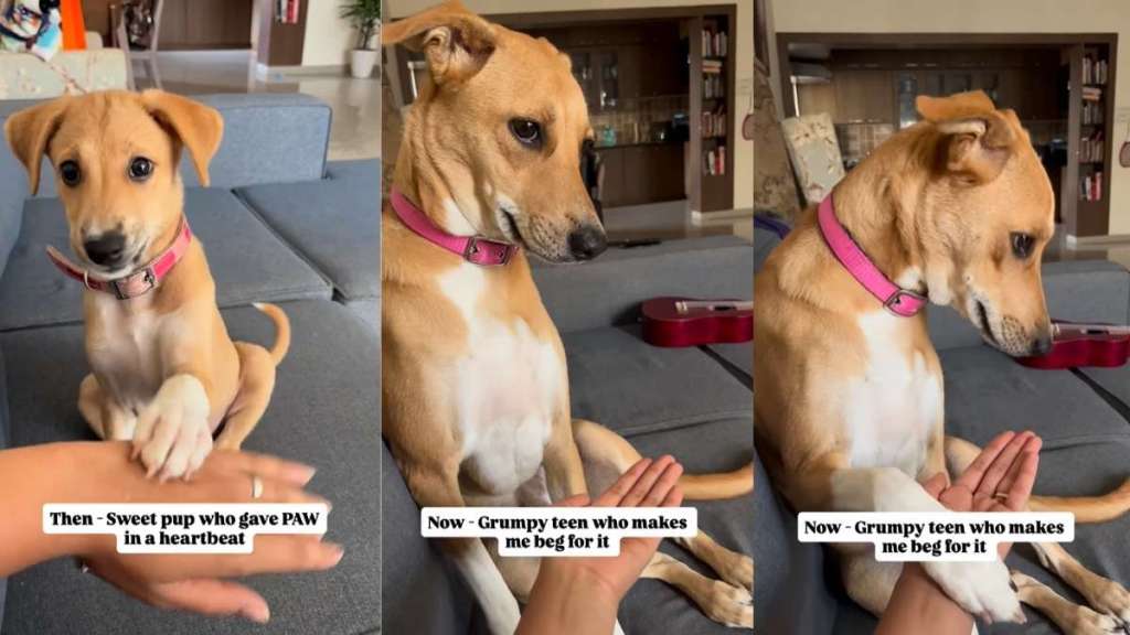 Watch This Dog’s Paw-Giving Skills Change Over the Years