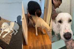 Big Dog Needs a Pep Talk Before Bath Time in Adorable Video