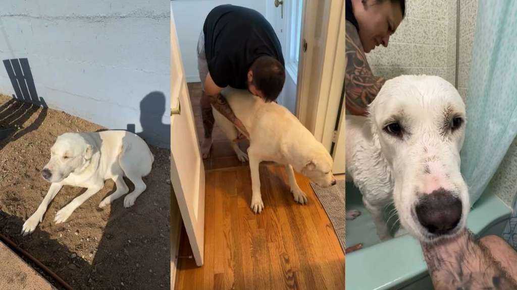 Big Dog Needs a Pep Talk Before Bath Time in Adorable Video