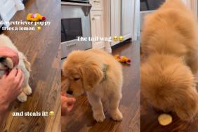 Video: Golden Retriever Puppy’s Reaction To Tasting Lemon Surprises Owners