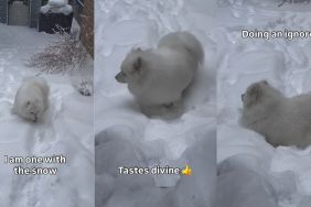 Dog Nearly Matches His Fur With Snow in Adorable Video