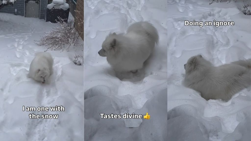 Dog Nearly Matches His Fur With Snow in Adorable Video