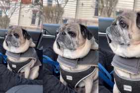 Video: Pug Is Not Ready To Forgive Owner for Laughing at Him