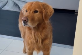Golden Retriever Is Pampered by Grandparents During Holidays