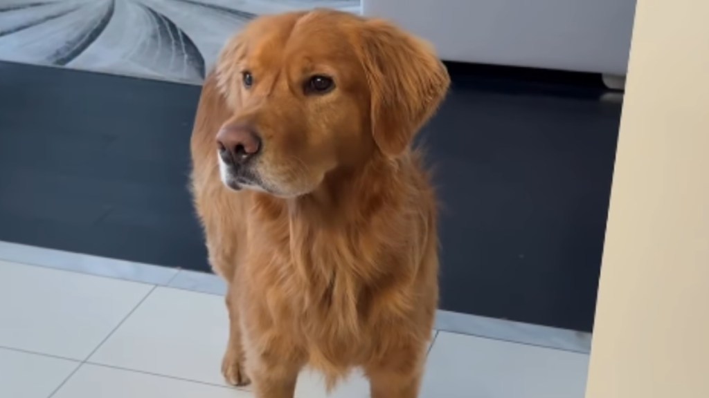 Golden Retriever Is Pampered by Grandparents During Holidays