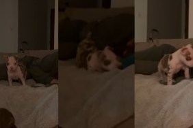 Video Explains Why Foster Puppy Suddenly Started Acting Sassy