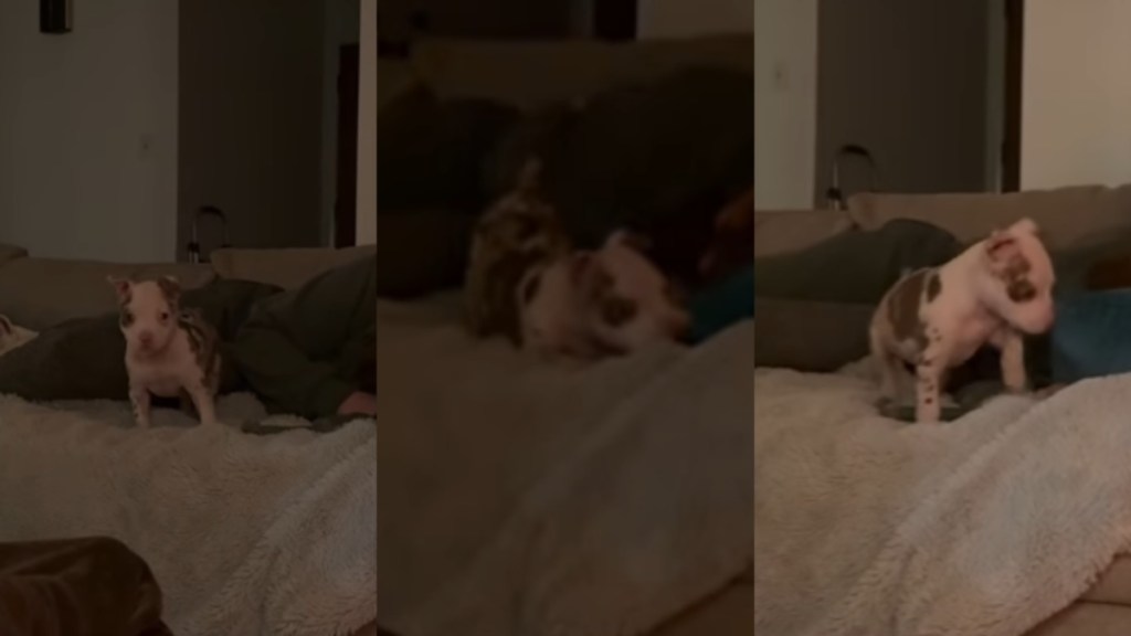 Video Explains Why Foster Puppy Suddenly Started Acting Sassy