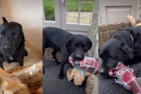 Video: Labrador Always Does a 'Careful Inspection' When a New Toy Arrives