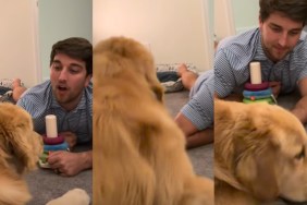 Video: Golden Retriever Puppy's Talking Session Ends With a Surprise