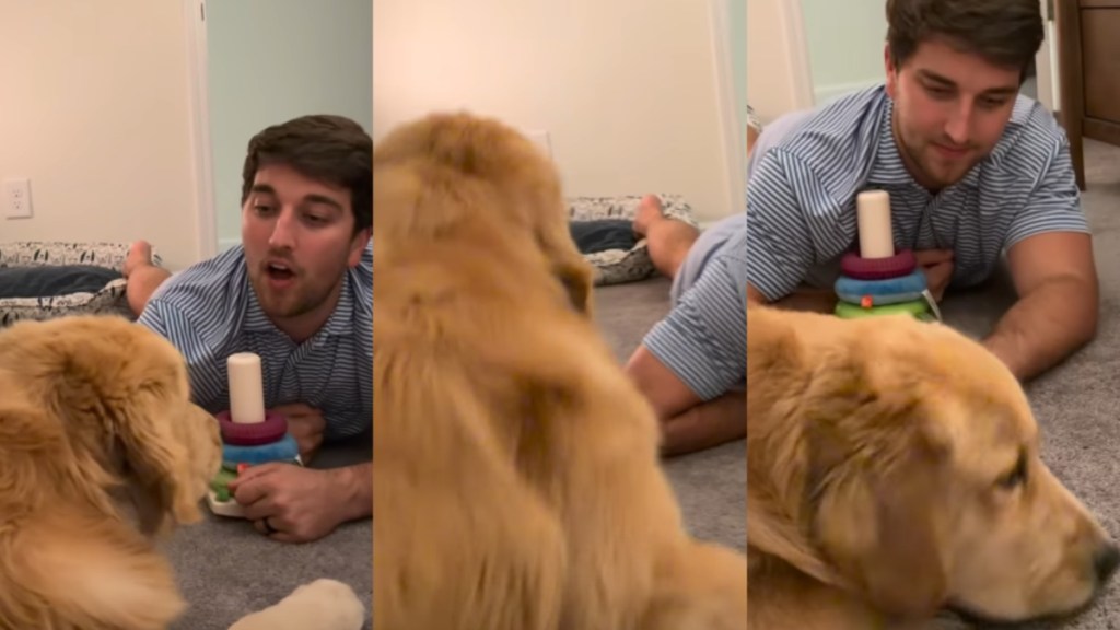 Video: Golden Retriever Puppy's Talking Session Ends With a Surprise