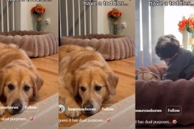 Video: Golden Retriever Does This While His Bed Is Being Used by the Toddler