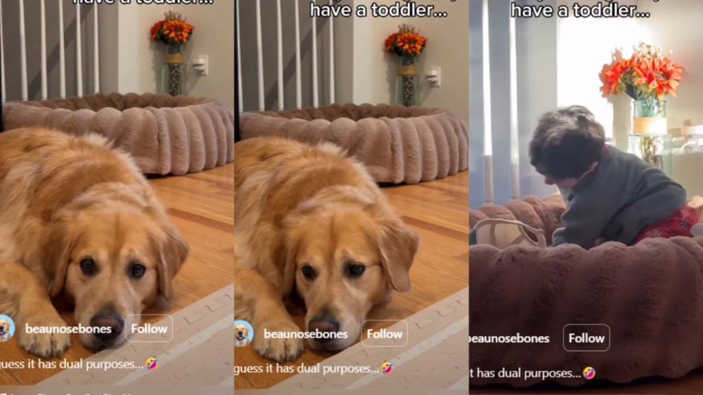 Video: Golden Retriever Does This While His Bed Is Being Used by the Toddler