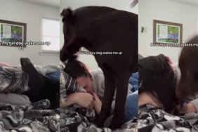 Video Shows How Girl vs Boy Dogs Wake Up Their Owner
