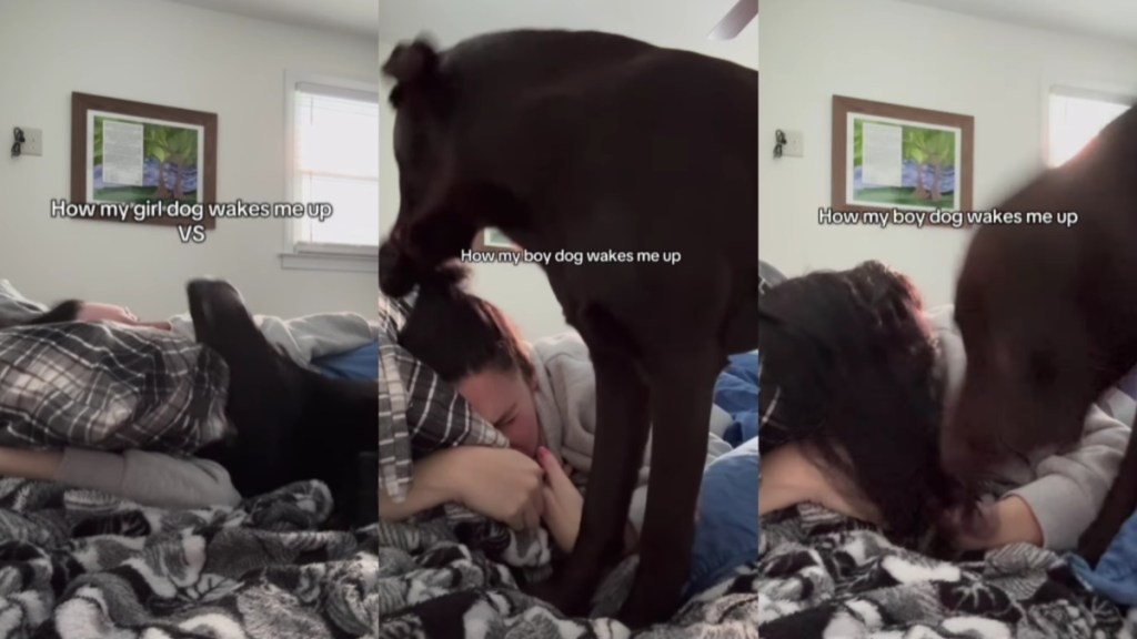 Video Shows How Girl vs Boy Dogs Wake Up Their Owner