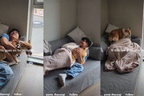 Video: Dog Knows Dad Is Home Before Anyone Tells Her