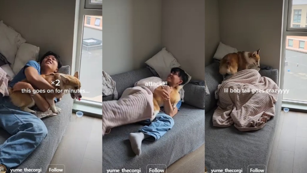 Video: Dog Knows Dad Is Home Before Anyone Tells Her
