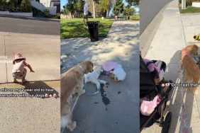 Video: Golden Retriever Gets Warned by a Toddler as She Approaches a Bee