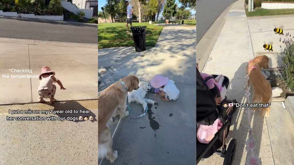 Video: Golden Retriever Gets Warned by a Toddler as She Approaches a Bee
