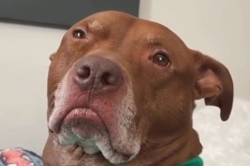 Video: Pit Bull Judges Mom for Making up Songs
