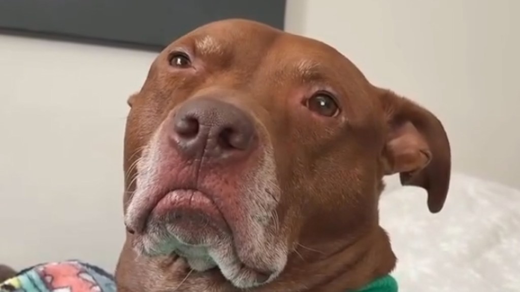 Video: Pit Bull Judges Mom for Making up Songs