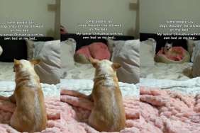 Video: Senior Dog Gets To Sleep on a Bed in the Big Bed