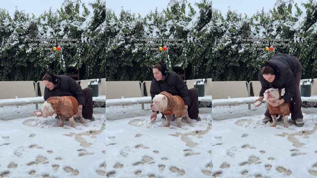 Video: Rescue Dog Reacts To Seeing Snow for the First Time