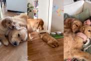 Golden Retrievers Stick by Each Other in Adorable Video