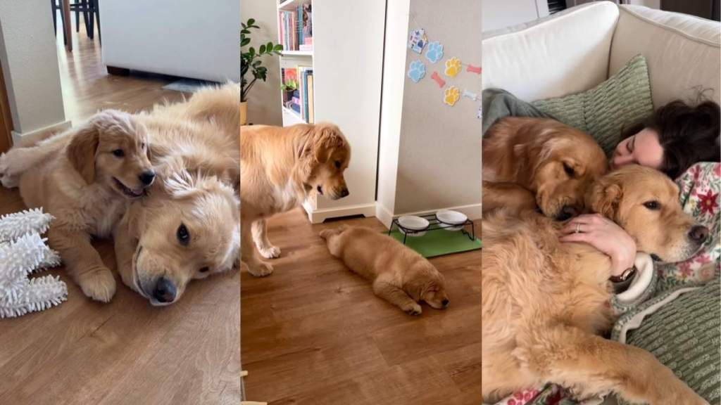 Golden Retrievers Stick by Each Other in Adorable Video