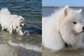 @datathesamoyed