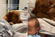 Golden Retriever baby cuddle video