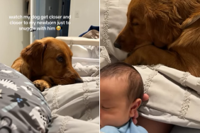 Golden Retriever baby cuddle video
