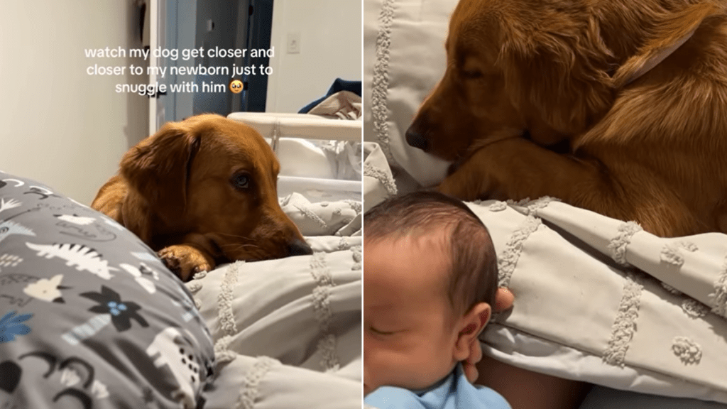 Golden Retriever baby cuddle video