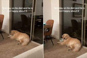 Golden Retriever video