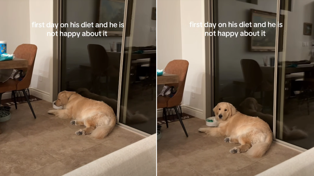 Golden Retriever video