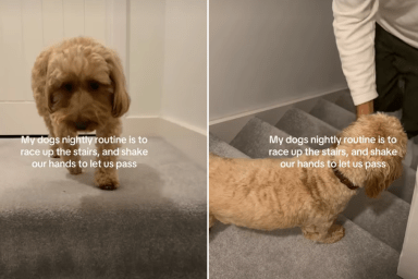 dog paw video