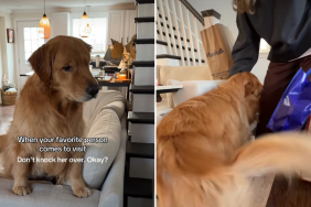 Golden Retriever grandma video