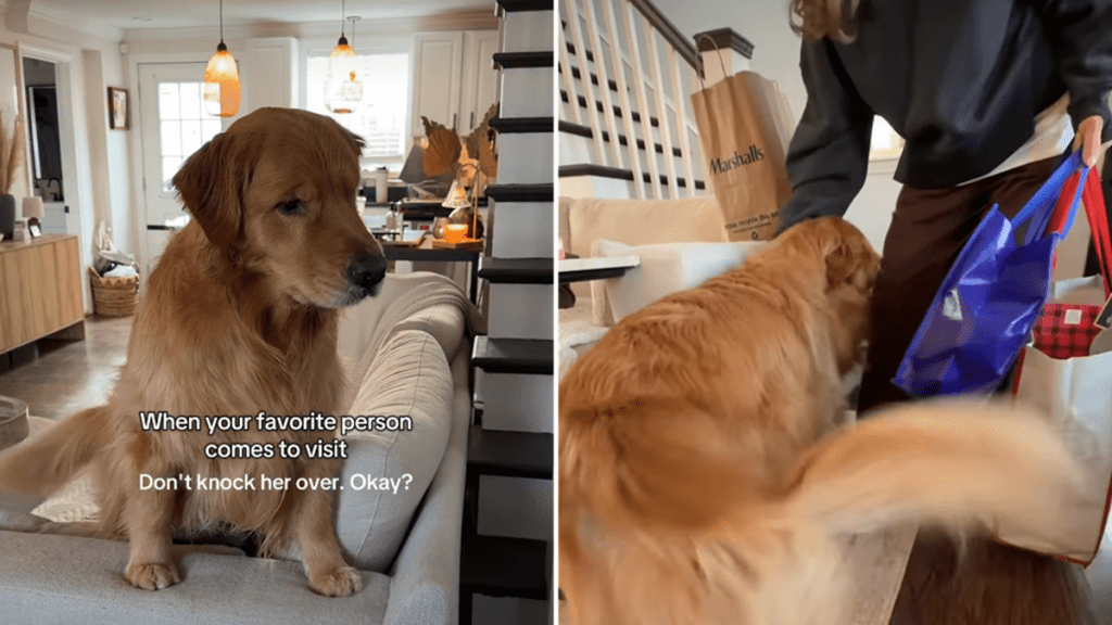 Golden Retriever grandma video