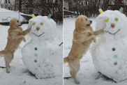 golden retriever balls video