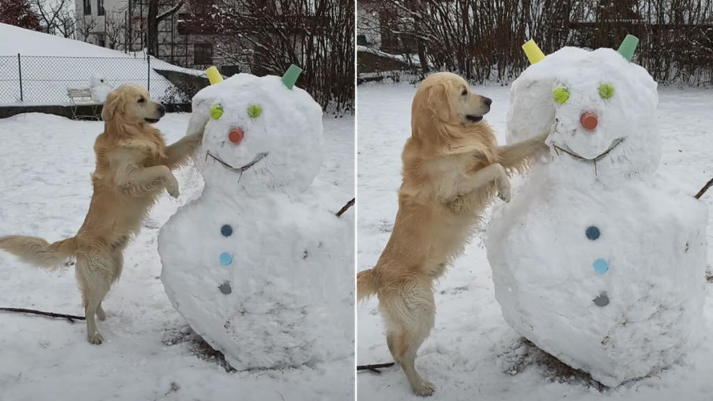 golden retriever balls video