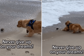 Golden Retriever waves beach video