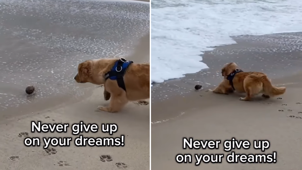 Golden Retriever waves beach video