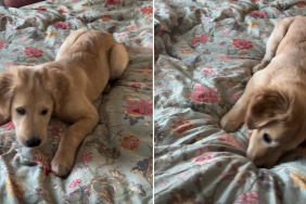golden retriever puppy bedsheet video