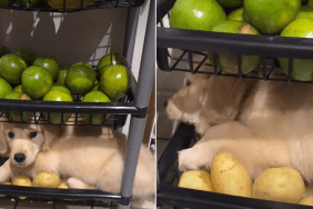 golden retriever puppy