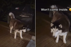 husky rain video