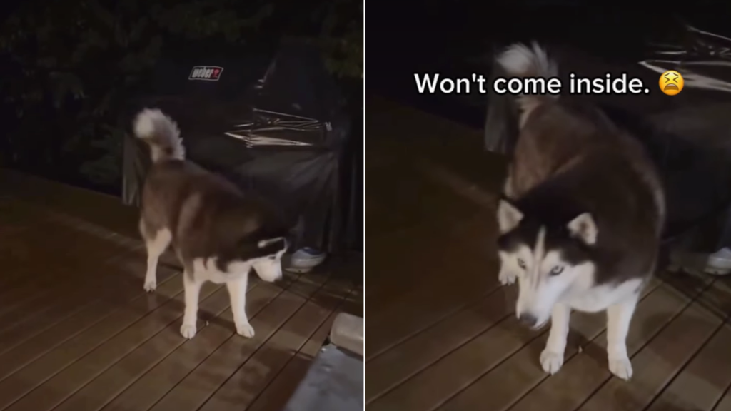 husky rain video