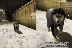 snow dog video