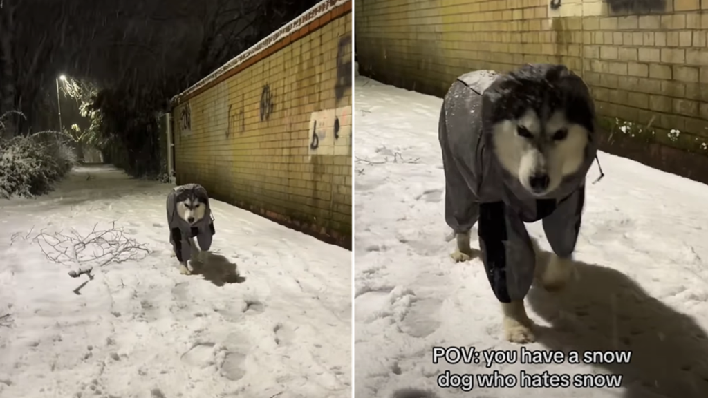 snow dog video