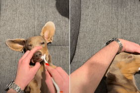 dog brushing video