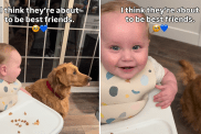 dog baby video